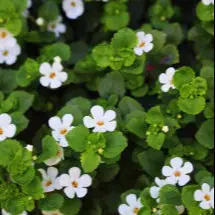 Bacopa Monnieri for Memory and Cognition