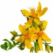 St. John's Wort for Mood Enhancement